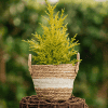 Jałowiec chiński Kuriwao Gold Juniperus chinensis 'Kuriwao gold' 2