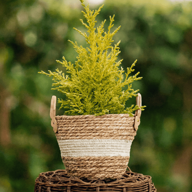 Jałowiec chiński Kuriwao Gold Juniperus chinensis 'Kuriwao gold' 2