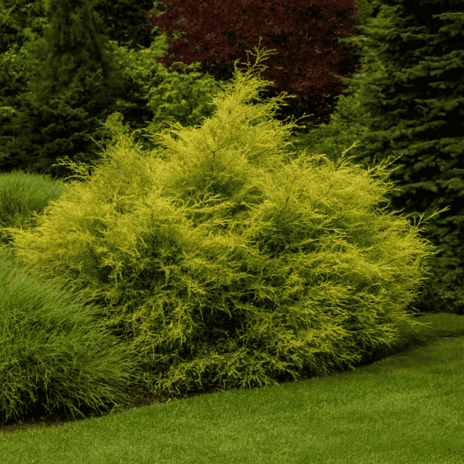 Jałowiec chiński Kuriwao Gold Juniperus chinensis 'Kuriwao gold' 1
