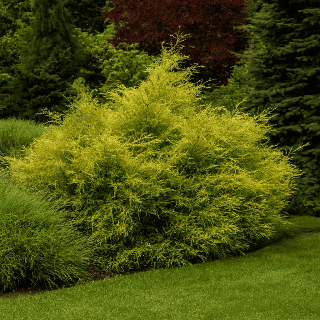 Jałowiec chiński Kuriwao Gold Juniperus chinensis 'Kuriwao gold' 1