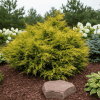 Jałowiec chiński Kuriwao Gold Juniperus chinensis 'Kuriwao gold' 5