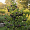 Aronia czarnoowocowa Hugin Aronia melanocarpa 'Hugin' 1