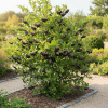 Aronia czarnoowocowa Hugin Aronia melanocarpa 'Hugin' 4