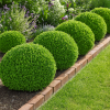 Bukszpan drobnolistny Faulkner Buxus sempervirens 'Faulkner' 3