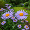 Aster tongolski Wartburgstern Aster tongolensis 1