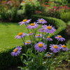 Aster tongolski Wartburgstern Aster tongolensis 3