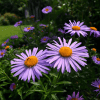 Aster tongolski Wartburgstern Aster tongolensis 4