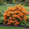 Azalia Christopher Wren Azalea Christopher Wren 3