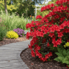 Azalia Crosswater Red Azalea Crosswater Red 1
