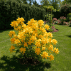 Azalia Gold Topaz Azalea Gold Topaz 4