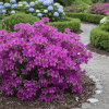 Azalia japońska Blue Danube Azalea japonica 'Blue danube' 3