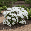 Azalia Japońska Schneeperle Azalea japonica 'Schneeperel' 3
