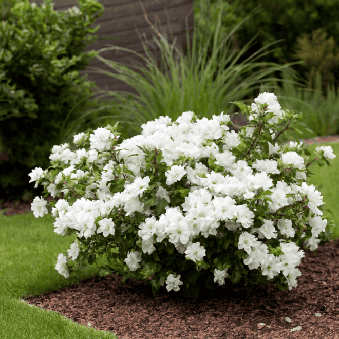 Azalia Japońska Schneeperle Azalea japonica 'Schneeperel' 4