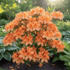 Azalia Wielkokwiatowa Apricot Azalea "Apricot' 3