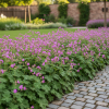 Bodziszek kantabryjski Bevan's Variety Geranium x cantabrigiense 'Bavan's Variety' 1