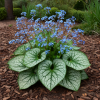 Brunera Wielkolistna Brunnera macrophylla 3