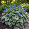 Brunera wielkolistna Alexander's Great Brunnera macrophylla 'Alexander's Great' 3