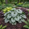 Brunera wielkolistna Alexander's Great Brunnera macrophylla 'Alexander's Great' 4