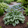 Brunera wielkolistna Emerald mist Brunnera macrophylla 'Emerald mist' 3