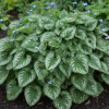 Brunera wielkolistna Emerald mist Brunnera macrophylla 'Emerald mist' 4