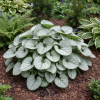 Brunera Wielkolistna Jack Frost Brunnera macrophylla 'Jack Frost' 3
