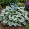 Brunera Wielkolistna Jack Frost Brunnera macrophylla 'Jack Frost' 4