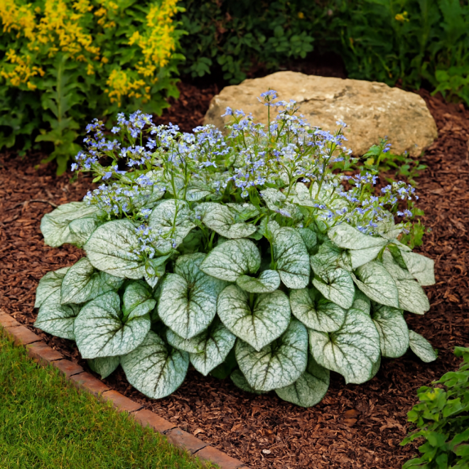 Brunera Wielkolistna Silver Heart Brunnera macrophylla ' Silver Heart' 3