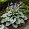 Brunera Wielkolistna Silver Heart Brunnera macrophylla ' Silver Heart' 4