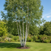 Brzoza papierowa Betula papyrifera 150 cm 4