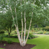 Brzoza pożyteczna Doorenbos szczepiona c2 Betula utilis 'Doorenbos' 3