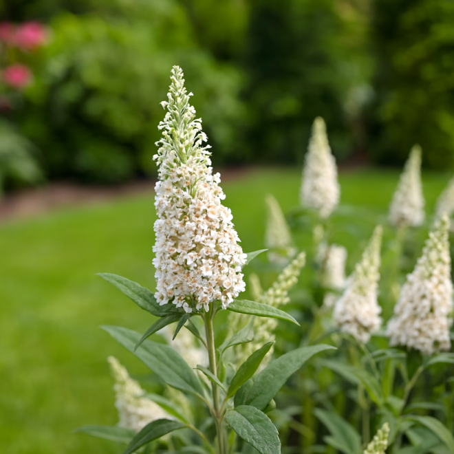 Budleja Dawida Butterfly Candy Little White Budleii davidii ''Butterfly Candy Little White 3