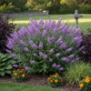 Budleja Dawida Lavender Cupcake Budleii davidii 'Lawender Cupcake' 6