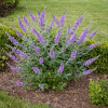 Budleja Dawida Lavender Cupcake Budleii davidii 'Lawender Cupcake' 4