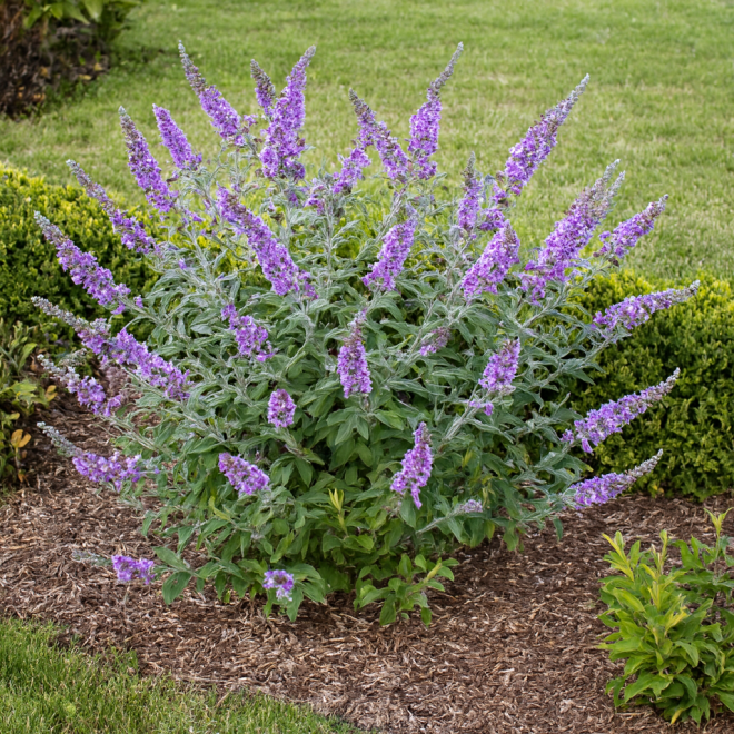 Budleja Dawida Lavender Cupcake Budleii davidii 'Lawender Cupcake' 4