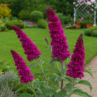 Budleja Dawida Magenta Munchkin Budleii davidii 'lavender cupcake' 1