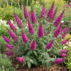 Budleja Dawida Magenta Munchkin Budleii davidii 'lavender cupcake' 5