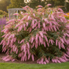 Budleja Dawida Motyli krzew Pink Cascade Budleii davidii 'Pink Cascade 1