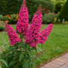 Budleja Dawida Motyli krzew Prince Charming Budleii davidii 'Prince Charming' 1