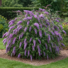 Budleja Dawida Wisteria Lane Budleii davidii 'Wisteria Lane' 3