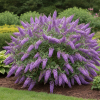 Budleja Dawida Wisteria Lane Budleii davidii 'Wisteria Lane' 4