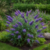 Budleja Dawida/Motyli krzew Nanho Blue Budleii davidii 'Nanho blue' 4