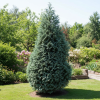 Cyprysik Lawsona Alumii Chamaecyparis lawsoniana 'Alumii' 1