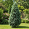 Cyprysik Lawsona Alumii Chamaecyparis lawsoniana 'Alumii' 3