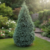 Cyprysik Lawsona Alumii Chamaecyparis lawsoniana 'Alumii' 4