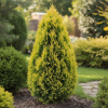 Cyprysik Lawsona Ivonne Chamaecyparis lawsoniana 'Ivone' 1