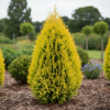 Cyprysik Lawsona Ivonne Chamaecyparis lawsoniana 'Ivone' 4