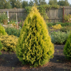 Cyprysik Lawsona Kelleris Gold Chamaecyparis lawsoniana 'Keleriss Gold' 1