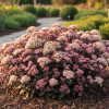 Rozchodnik Moonlight serenade Sedum Moonlight serenade 4