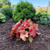 Żurawka Paprika c2 Heuchera "Paprika" 3