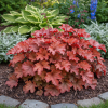 Żurawka Paprika c2 Heuchera "Paprika" 4